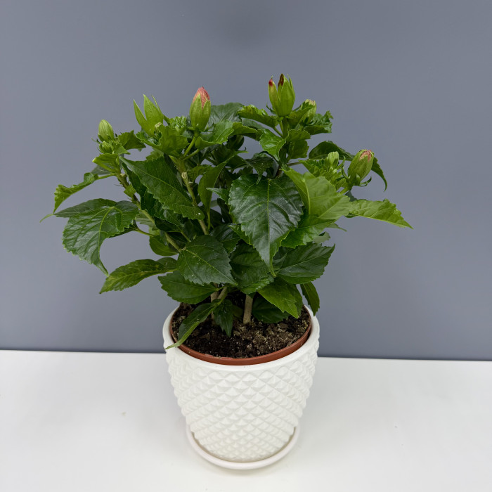 Гибискус красный с цветами и бутонами в белой керамике, высота 30см