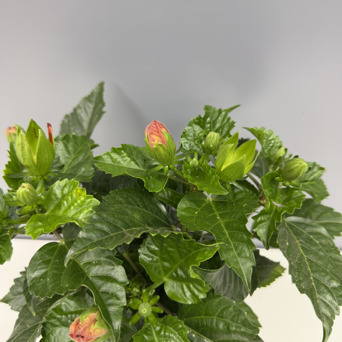Гибискус красный в бежевом горшке, высота 30см