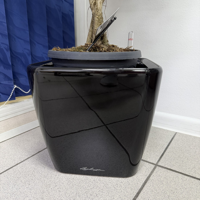 Фикус экзотика бенджамина коса в кашпо с автополивом Lechuza quadro ls28