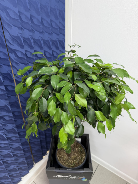 Фикус бенджамина экзотика в кашпо Lechuza Cubico Color 30 серый, 120см