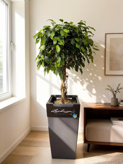 Фикус бенджамина экзотика в кашпо Lechuza Cubico Color 30 серый, 120см