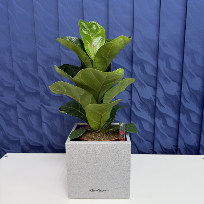 Фикус Лирата в кашпо Lechuza Cubico stone серый, 40см