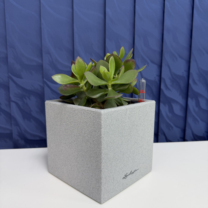 Крассула овата в кашпо Lechuza Cube Stone серый, 30см